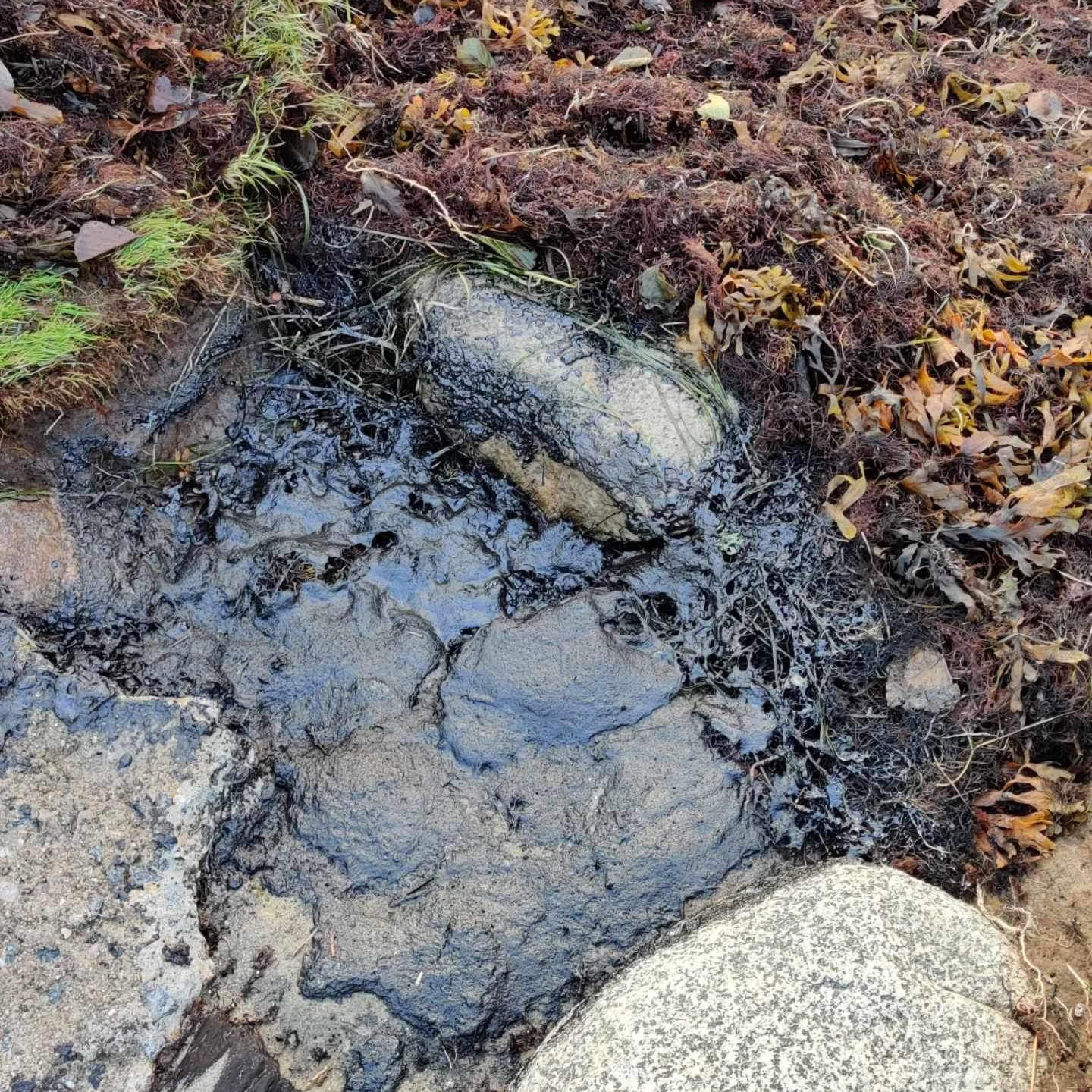 Olja bland tången i strandkanten